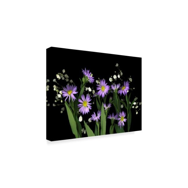 Susan S. Barmon 'Asters And Babys Breath' Canvas Art,35x47